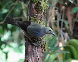 Thraupis palmarum