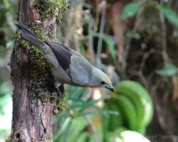 Thraupis palmarum