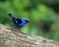 Cyanerpes cyaneus