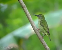 Cyanerpes cyaneus