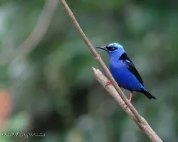 Cyanerpes cyaneus
