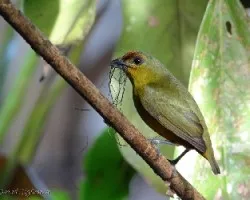 Euphonia gouldi