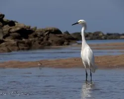 Egretta thula