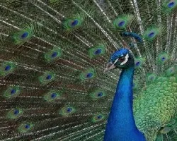 Pavo cristatus