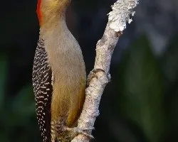 Melanerpes aurifrons