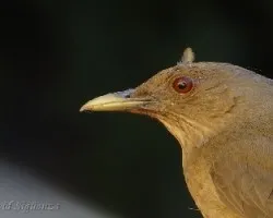 Turdus grayi