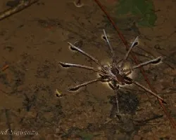Tarántula acuática