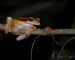 Smilisca phaeota