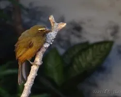 Saltator coerulescens