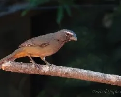 Saltator coerulescens