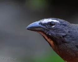 Saltator coerulescens