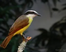 Pitangus sulphuratus