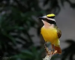 Pitangus sulphuratus