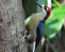 Melanerpes pucherani