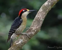 Melanerpes pucherani
