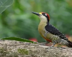 Melanerpes pucherani