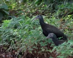 Mesembrinibis cayennensis