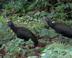 Mesembrinibis cayennensis