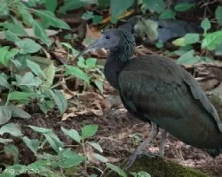 Mesembrinibis cayennensis