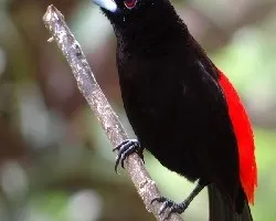 Ramphocelus passerinii