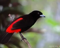 Ramphocelus passerinii
