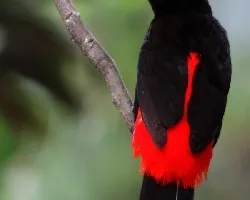 Ramphocelus passerinii