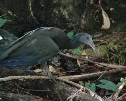 Mesembrinibis cayennensis