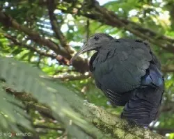 Mesembrinibis cayennensis