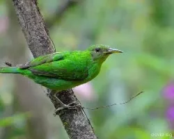 Chlorophanes spiza