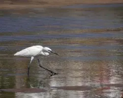 Egretta rufescens