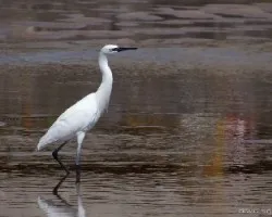 Egretta rufescens