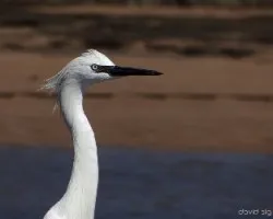 Egretta rufescens