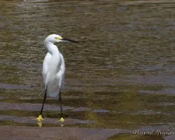 Egretta thula