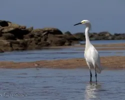 Egretta thula