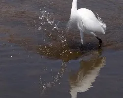 Egretta thula