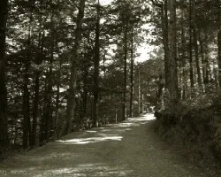 Arboles 2