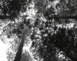 Arboles 3
