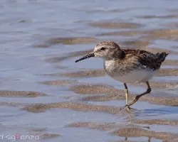 Calidris minutilla