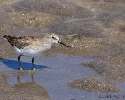 Calidris minutilla