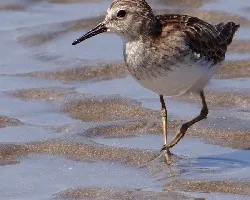 Calidris minutilla