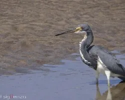 Egretta tricolor