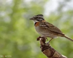 Zonotrichia capensis