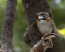 Zonotrichia capensis