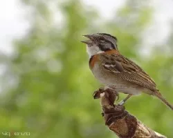 Zonotrichia capensis