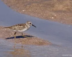 Calidris minutilla