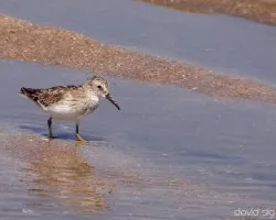 Calidris minutilla