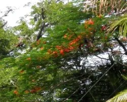 Delonix regia
