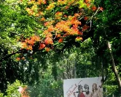 Delonix regia