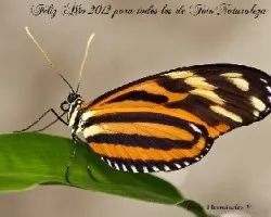 Feliz año 2012