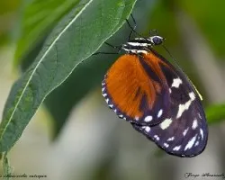 Eresia ithomioides eutropia 